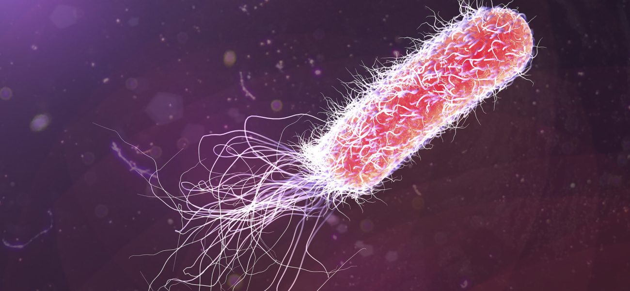 Pseudomonas-aeruginosa