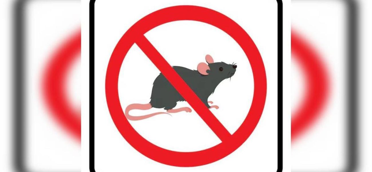 alarma-por-culpa-de-las-ratas-0170580_1200