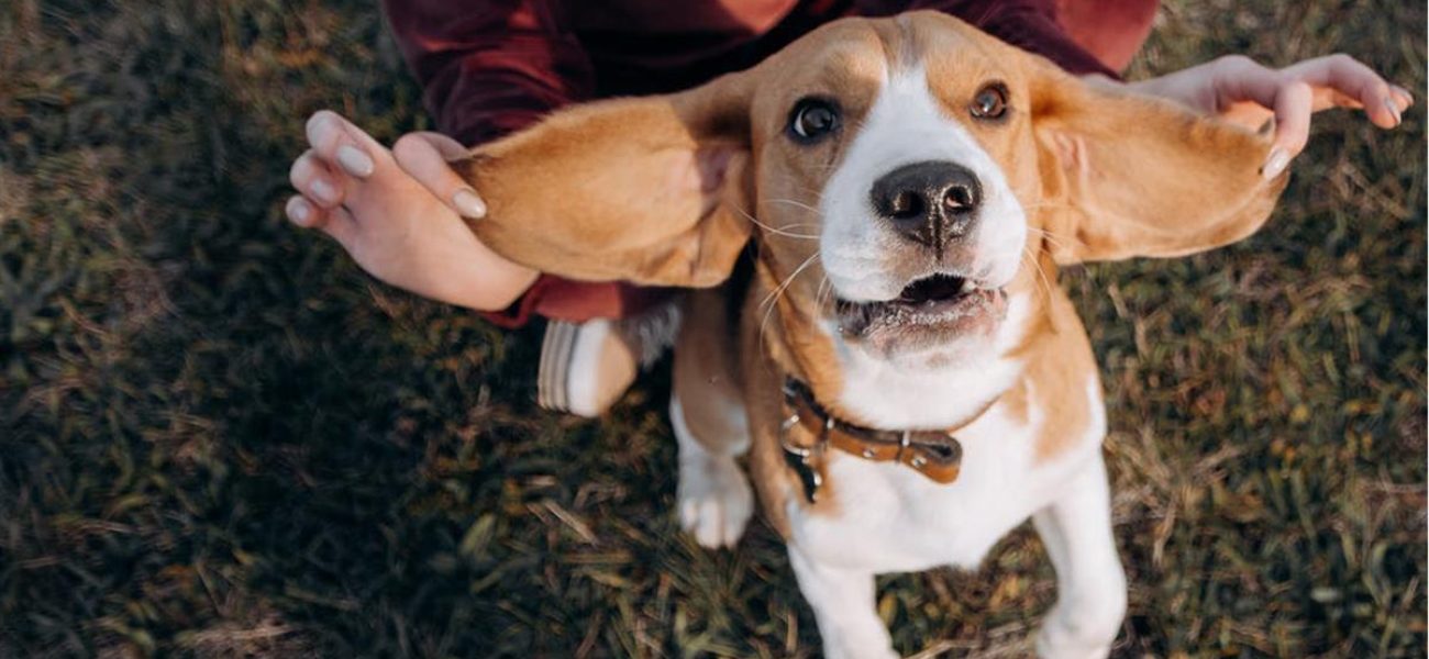 mas-espacio-para-los-perros-en-tres-cantos-0092371_1200